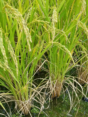 米　農薬不使用　農家直売　CS60 